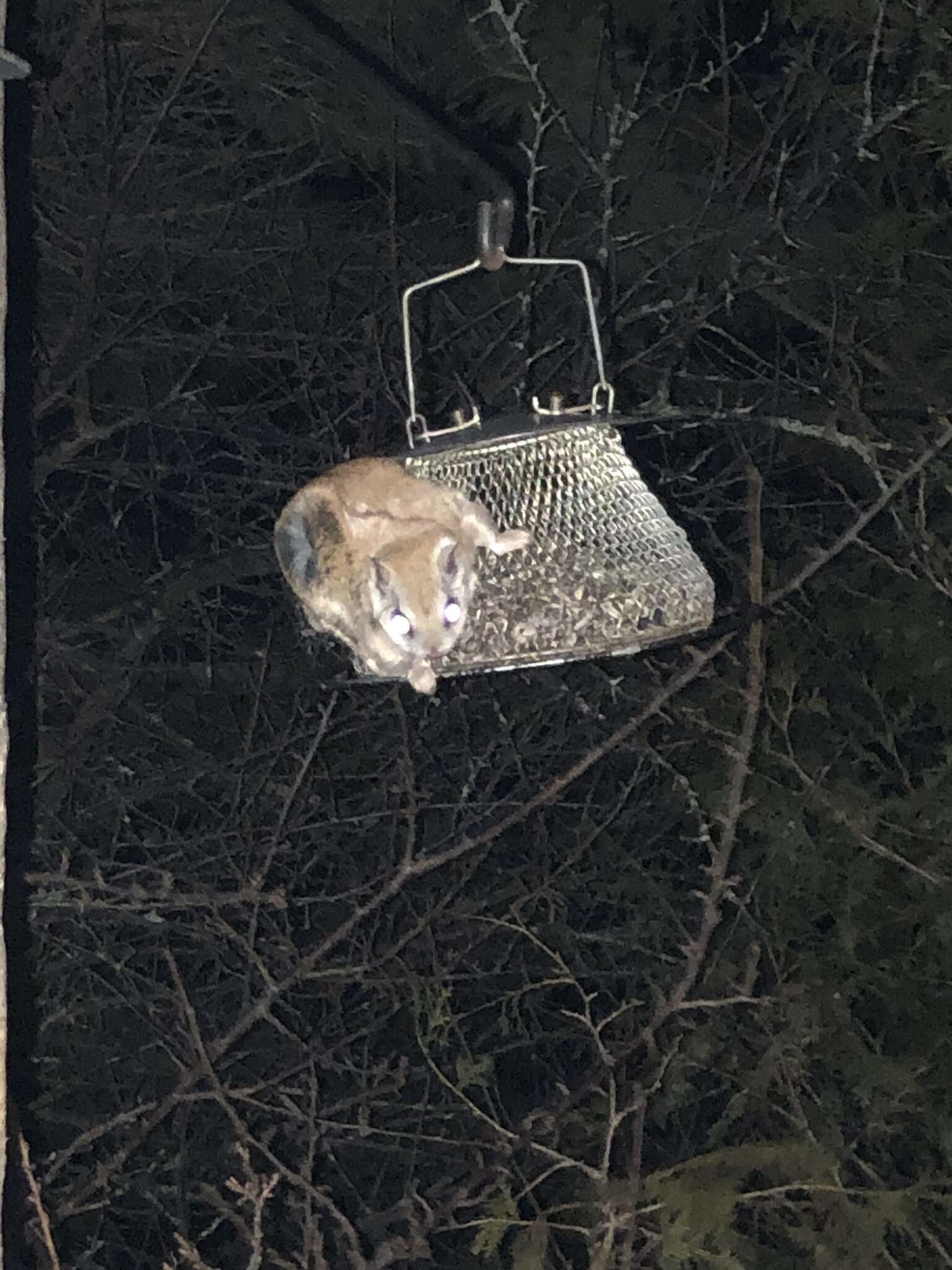 Image of American Flying Squirrels