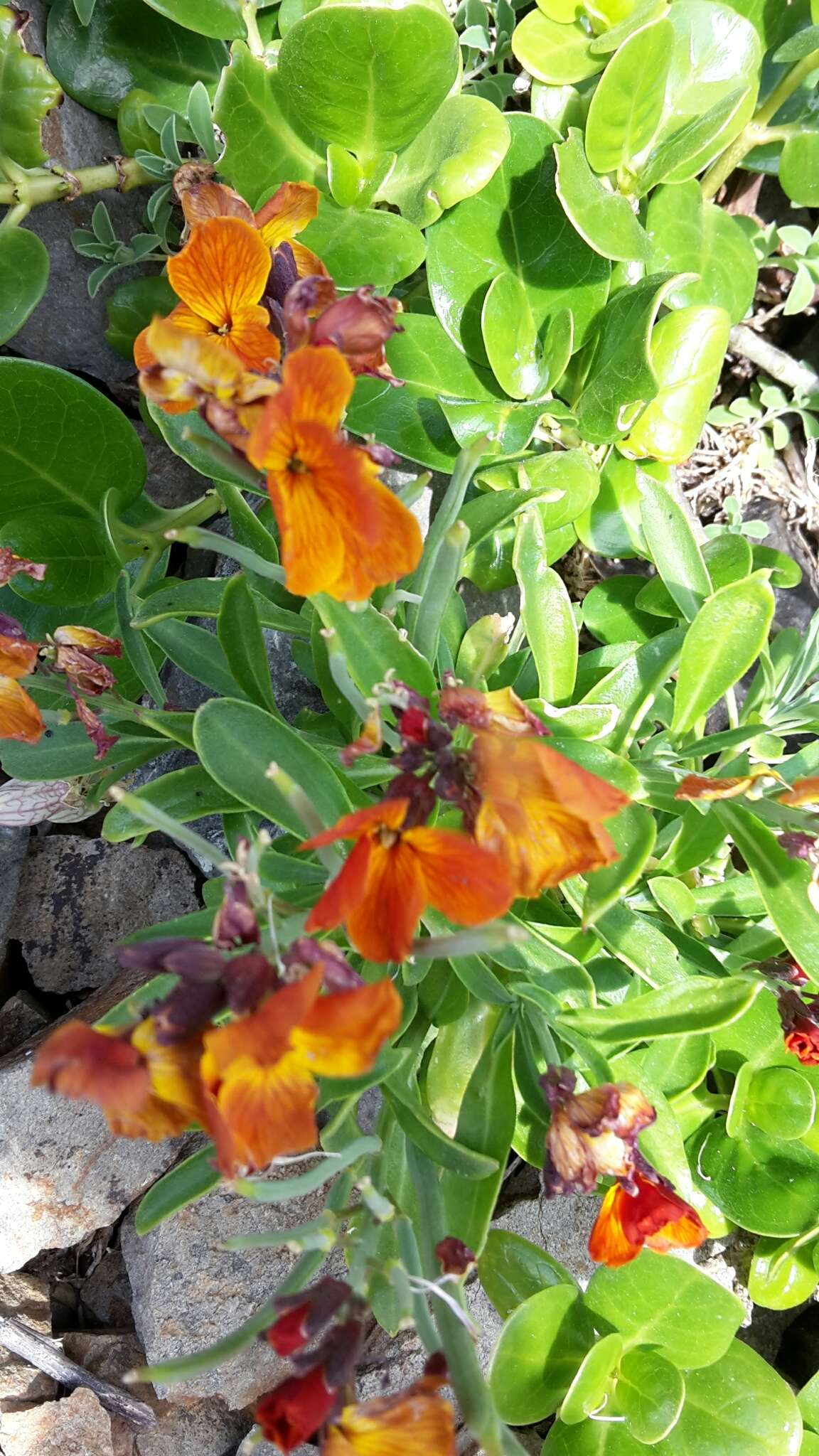 Image of Aegean wallflower