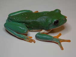 Image of Mexican leaf frog