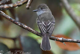 Image of Pale-edged Flycatcher