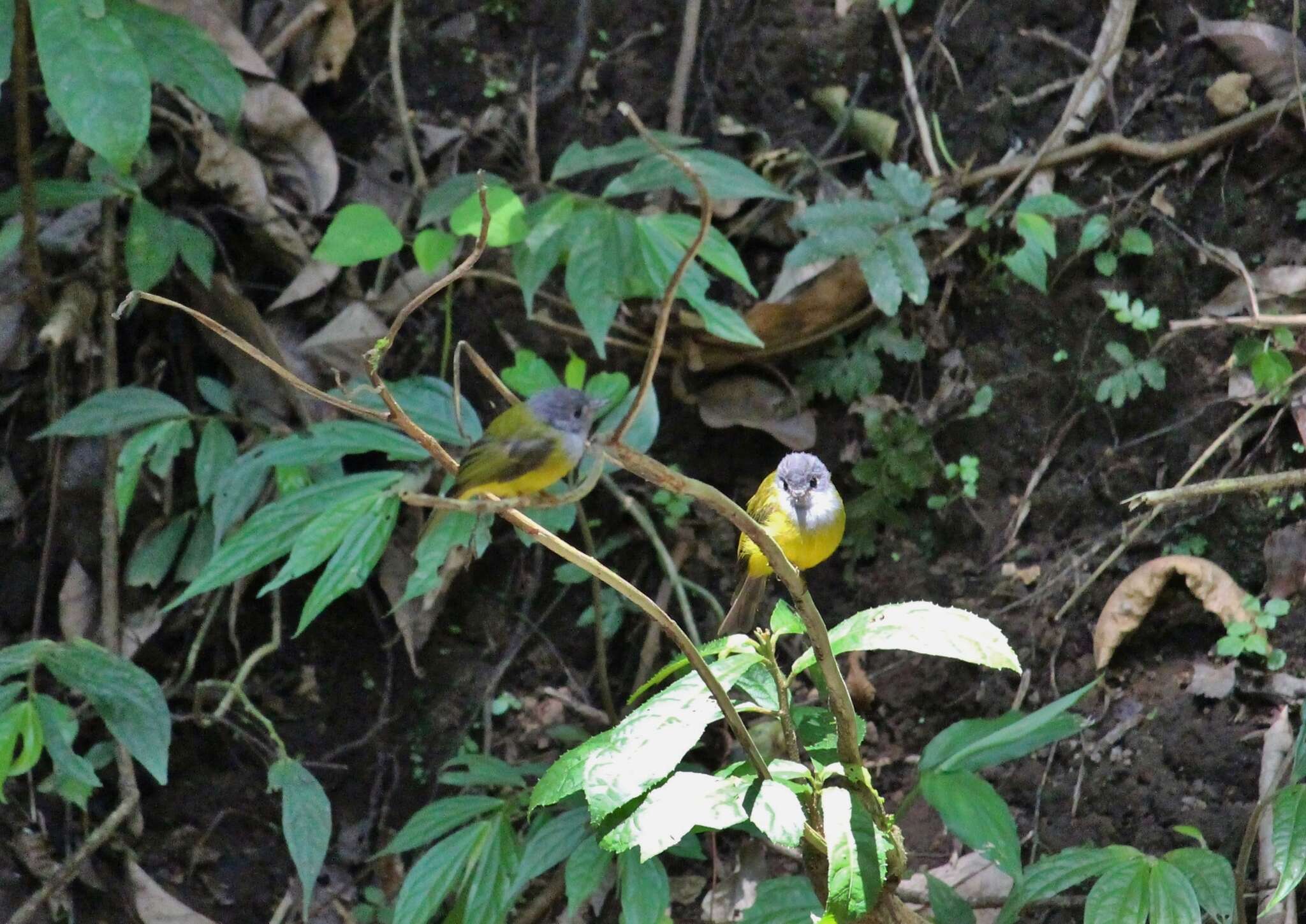 Image of Canary-flycatcher