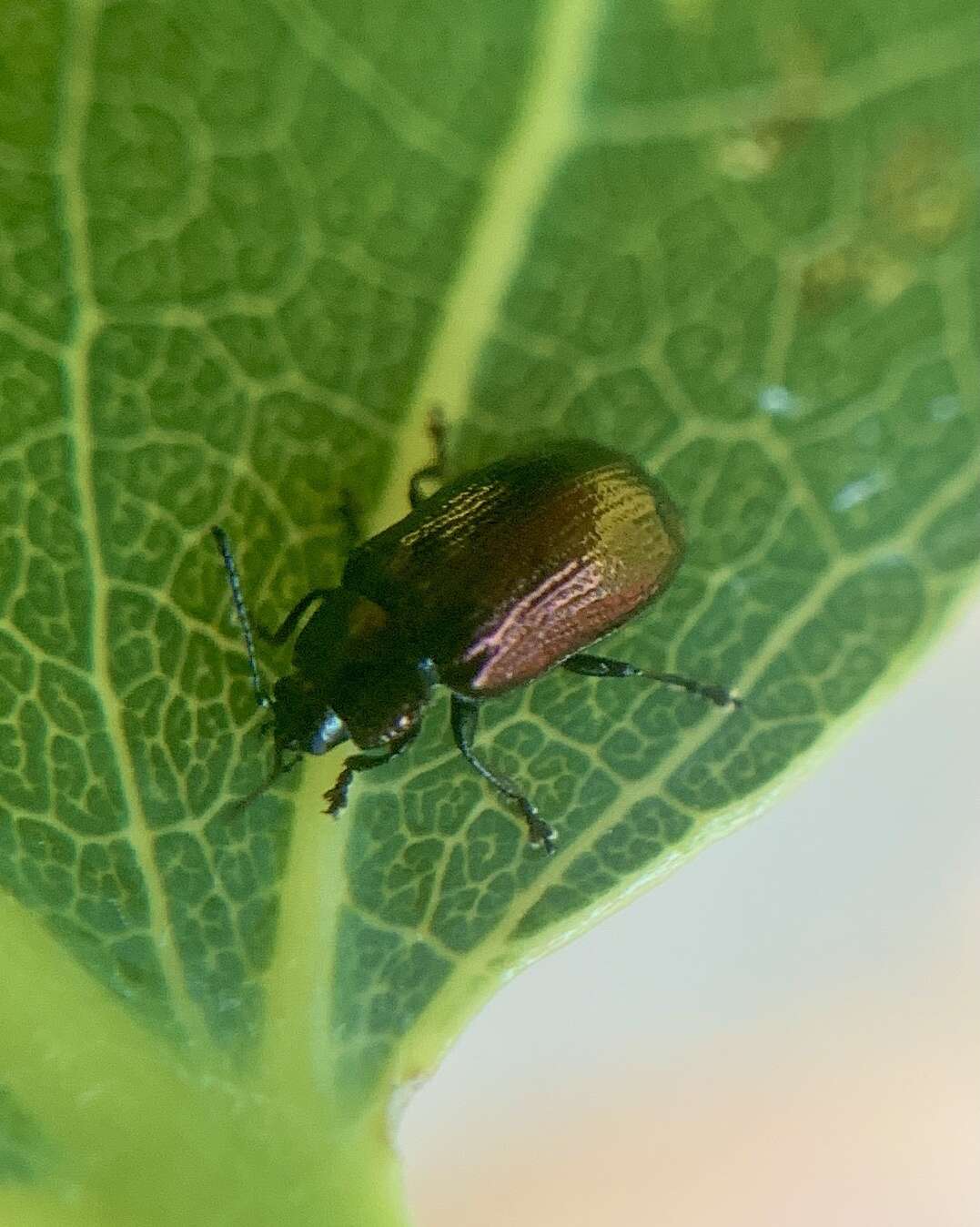 Image of Phratora (Phratora) purpurea Brown 1951