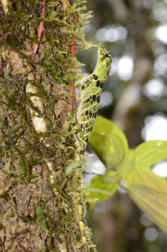 Image of First Anole