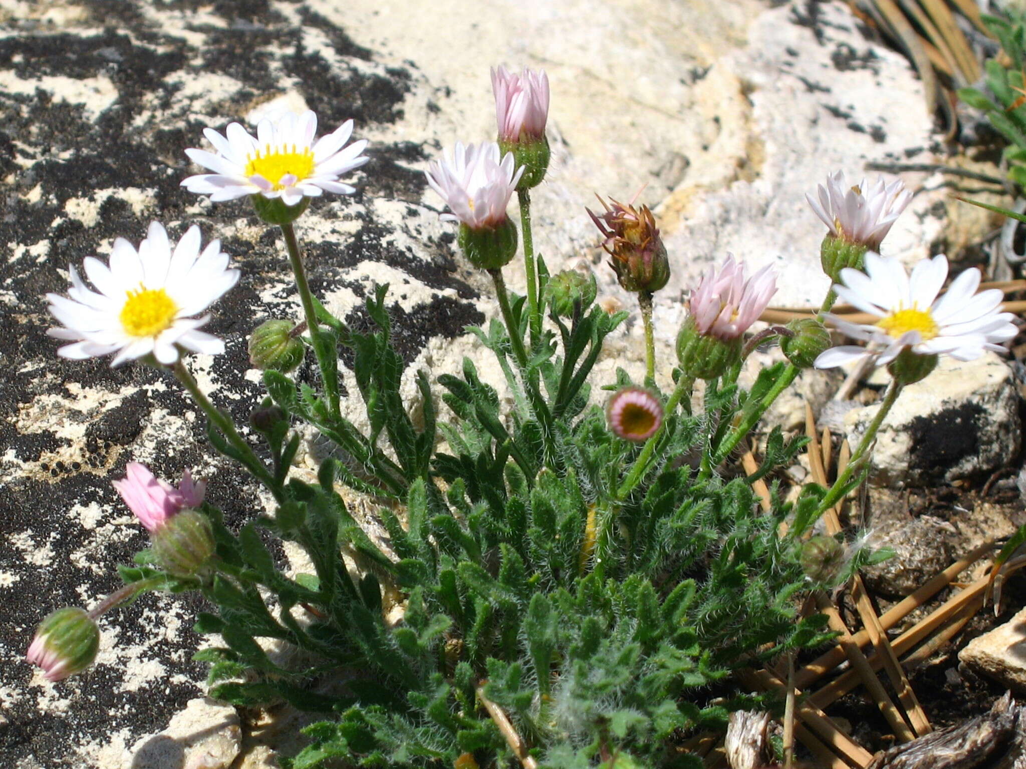 Image of Big Horn fleabane