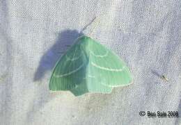 Image of small emerald moth