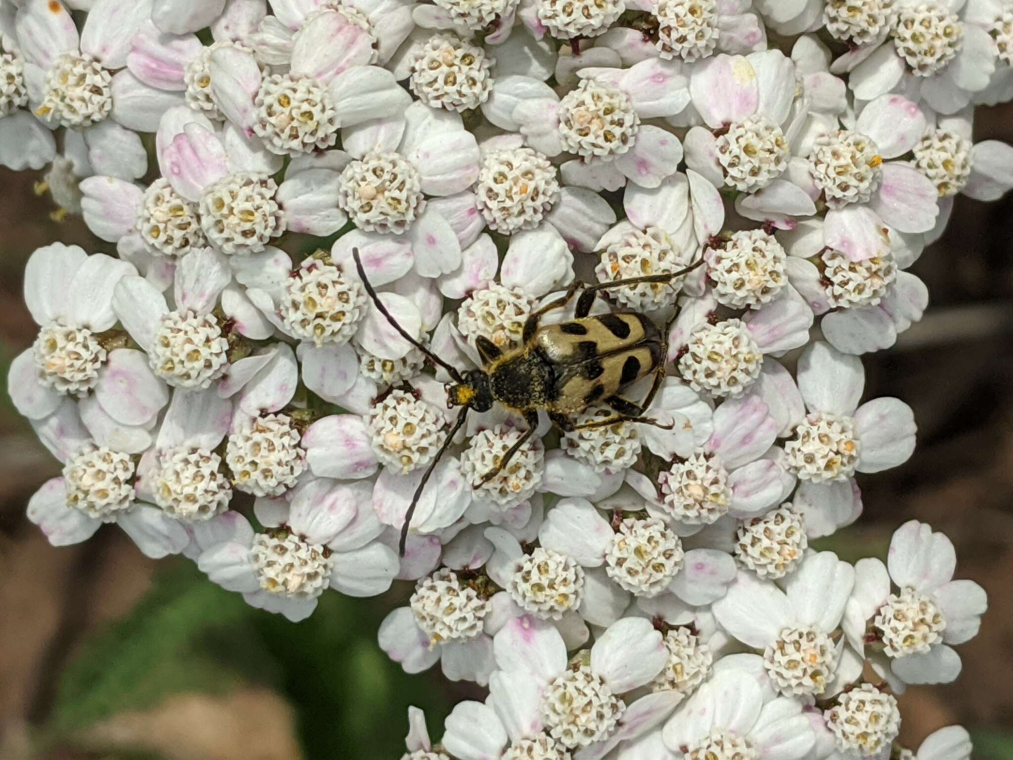 Image of Judolia instabilis (Haldeman 1847)