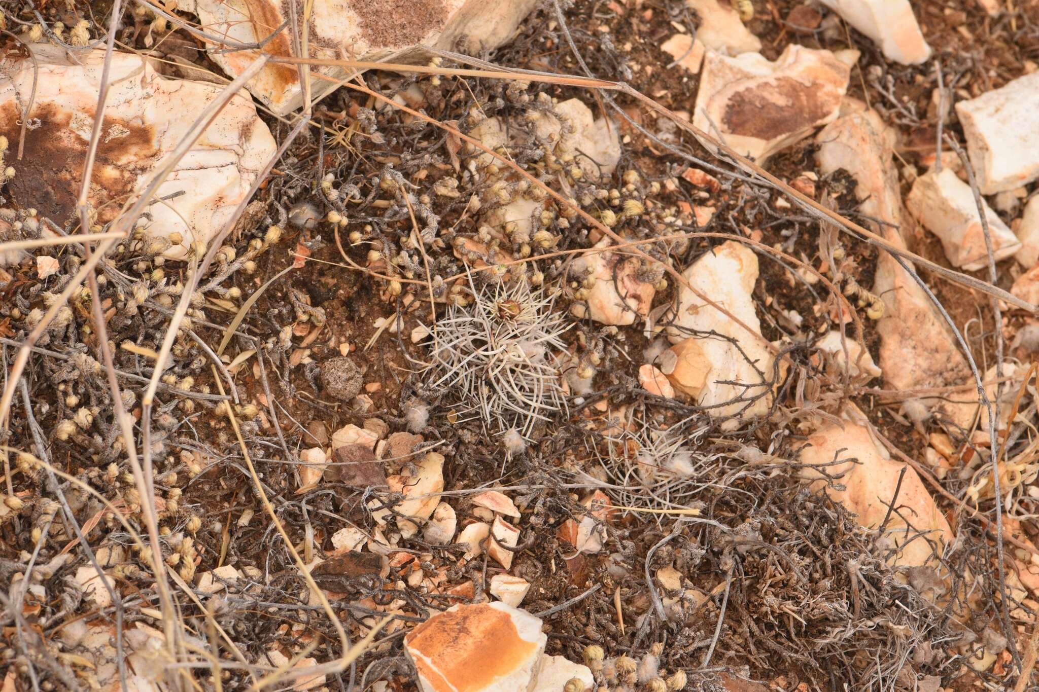 Image of Davis' green pitaya