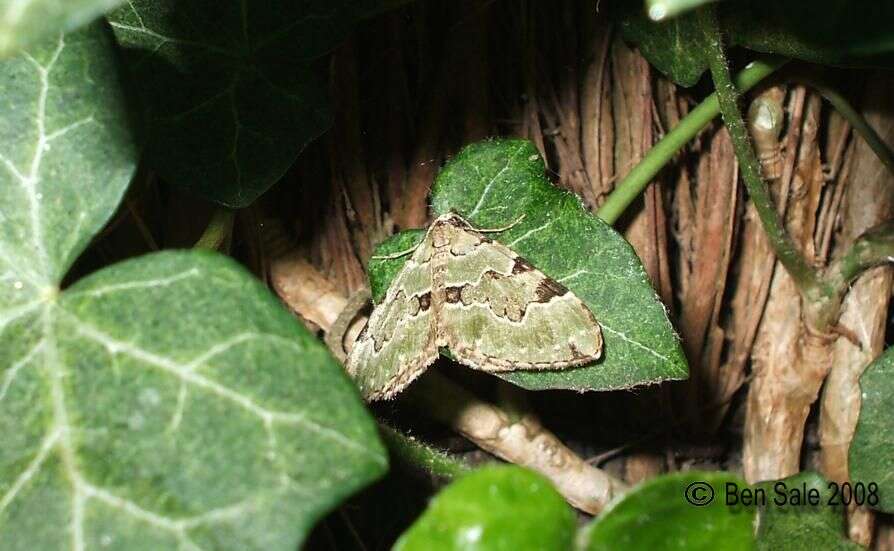 Image of green carpet