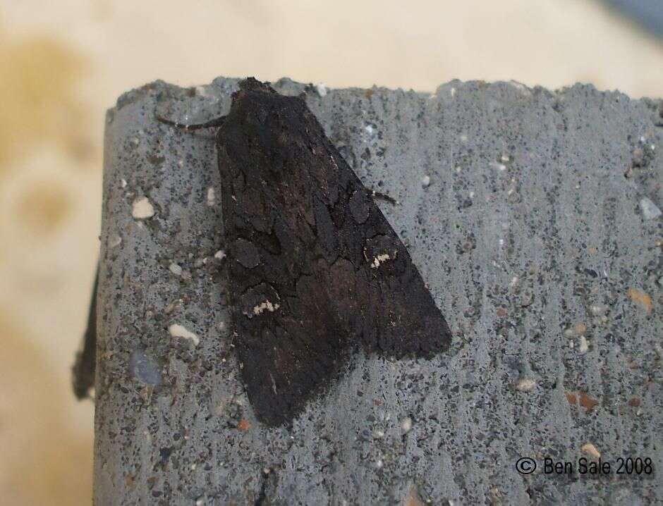 Image of black rustic