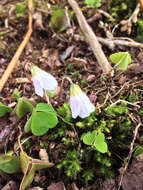 Imagem de Oxalis acetosella L.