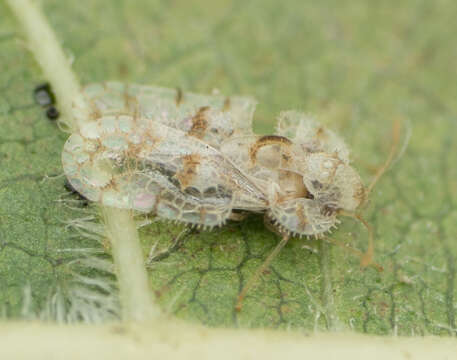 Image of Cotton lace bug