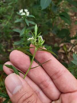 Image of Platysace lanceolata (Labill.) Druce