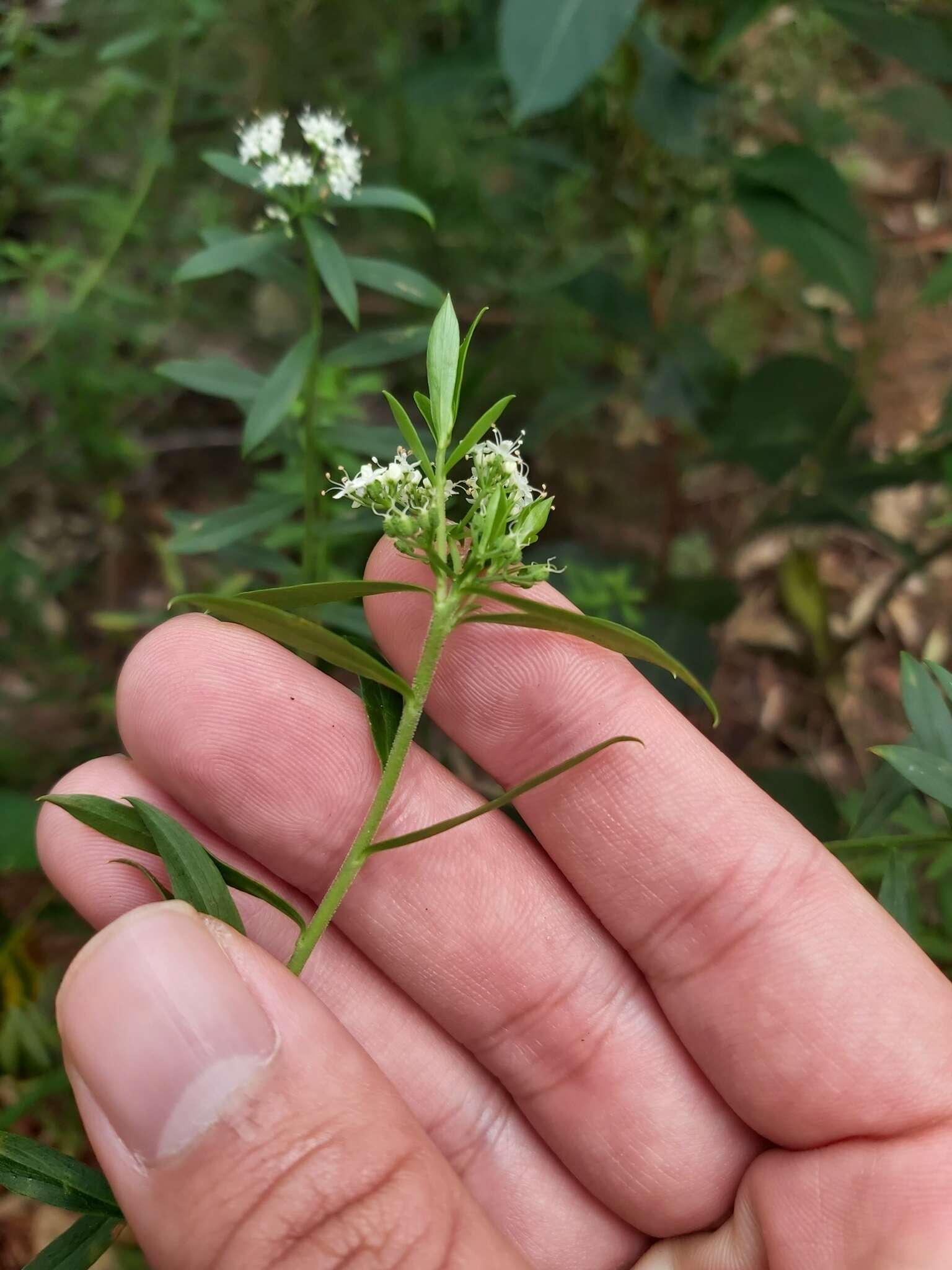 Imagem de Platysace lanceolata (Labill.) Druce