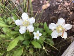 Image of fringed grass of Parnassus