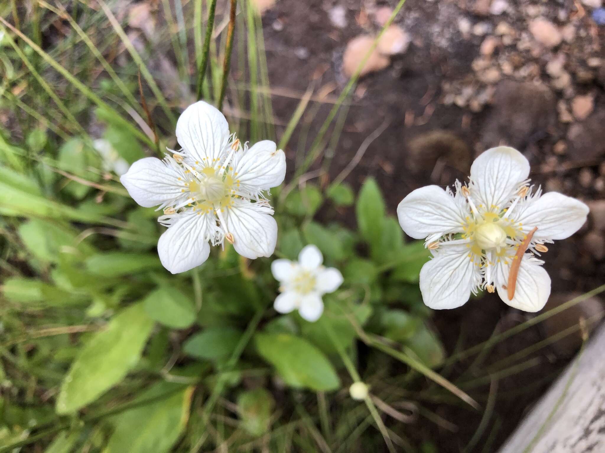 Image of fringed grass of Parnassus