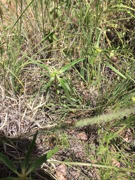 Image of hairy-fruit spurge