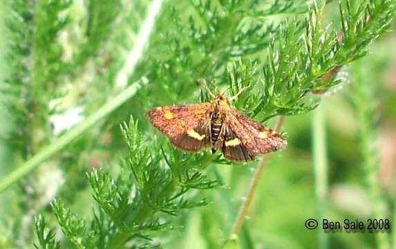 Image of Mint moth