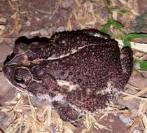 Image of Southern Round-gland Toad