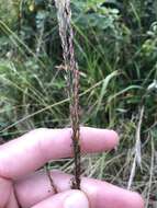 Image of River grass