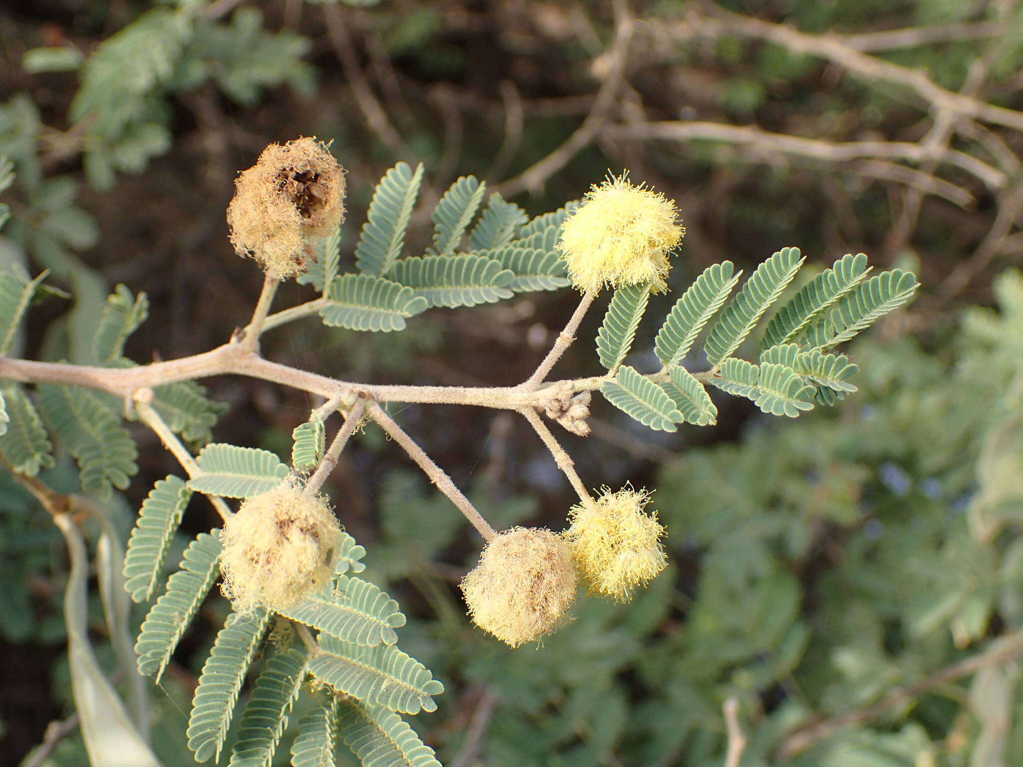 Sivun Vachellia nilotica subsp. adstringens (Schumach. & Thonn.) Kyal. & Boatwr. kuva