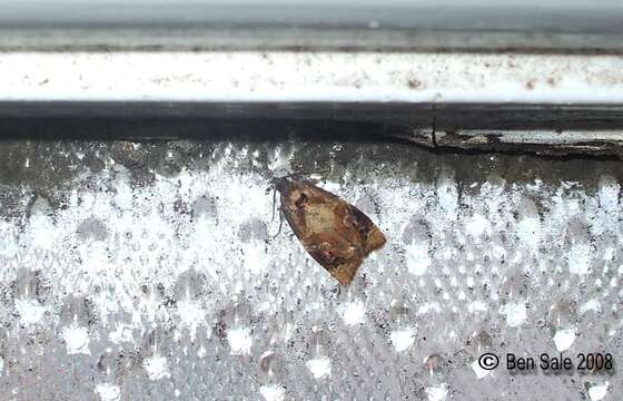 Image of barred fruit-tree tortrix