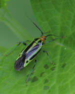 Image of Poecilocapsus