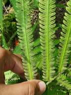 Image of Jeweled Maiden Fern