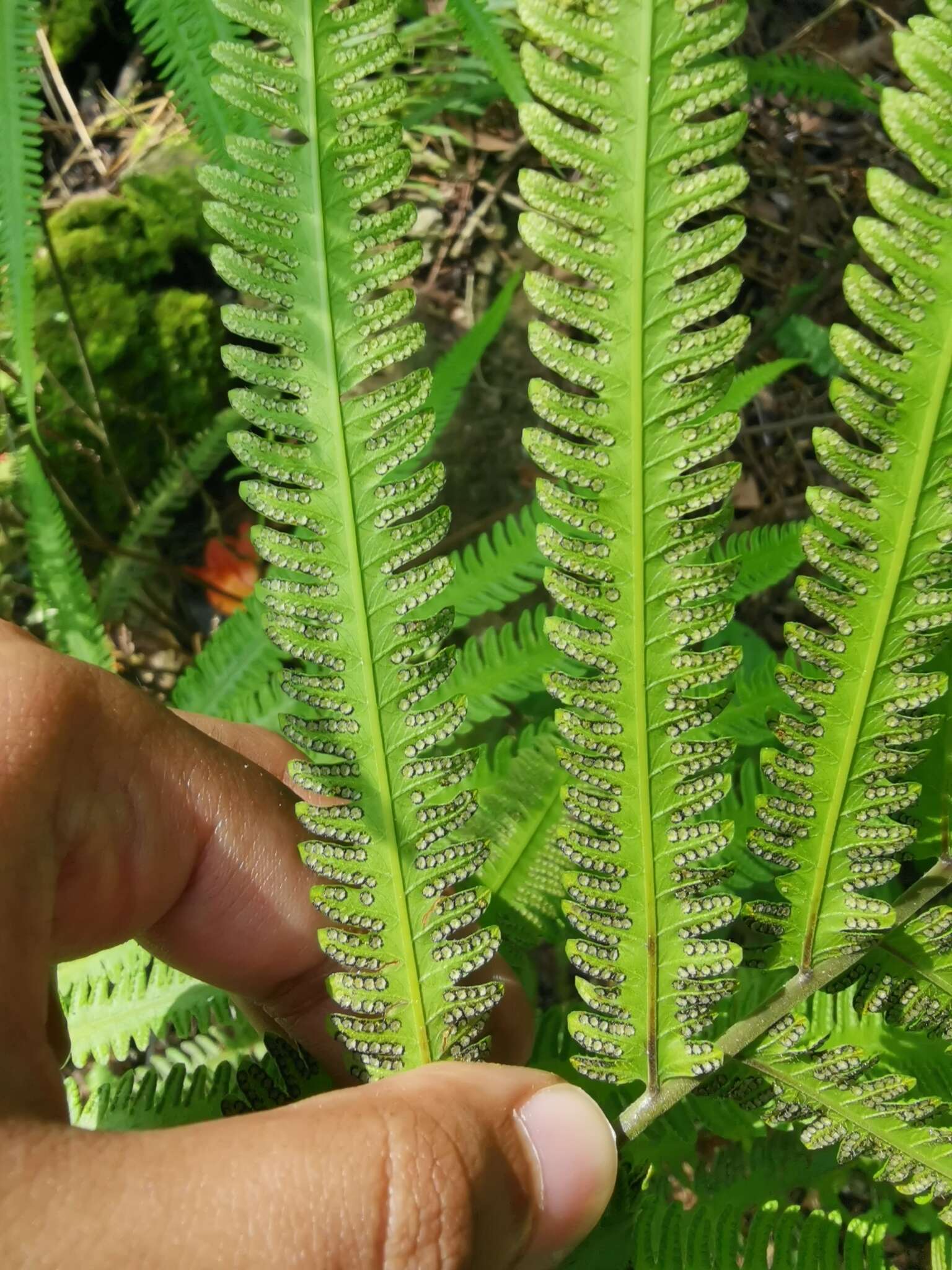 Image of Jeweled Maiden Fern