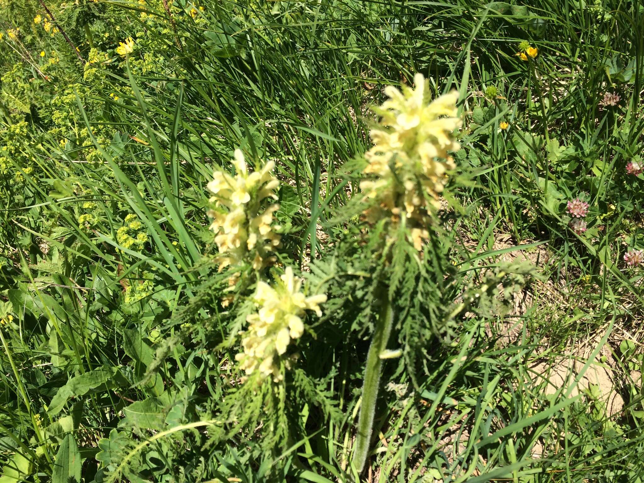 Imagem de Pedicularis foliosa L.