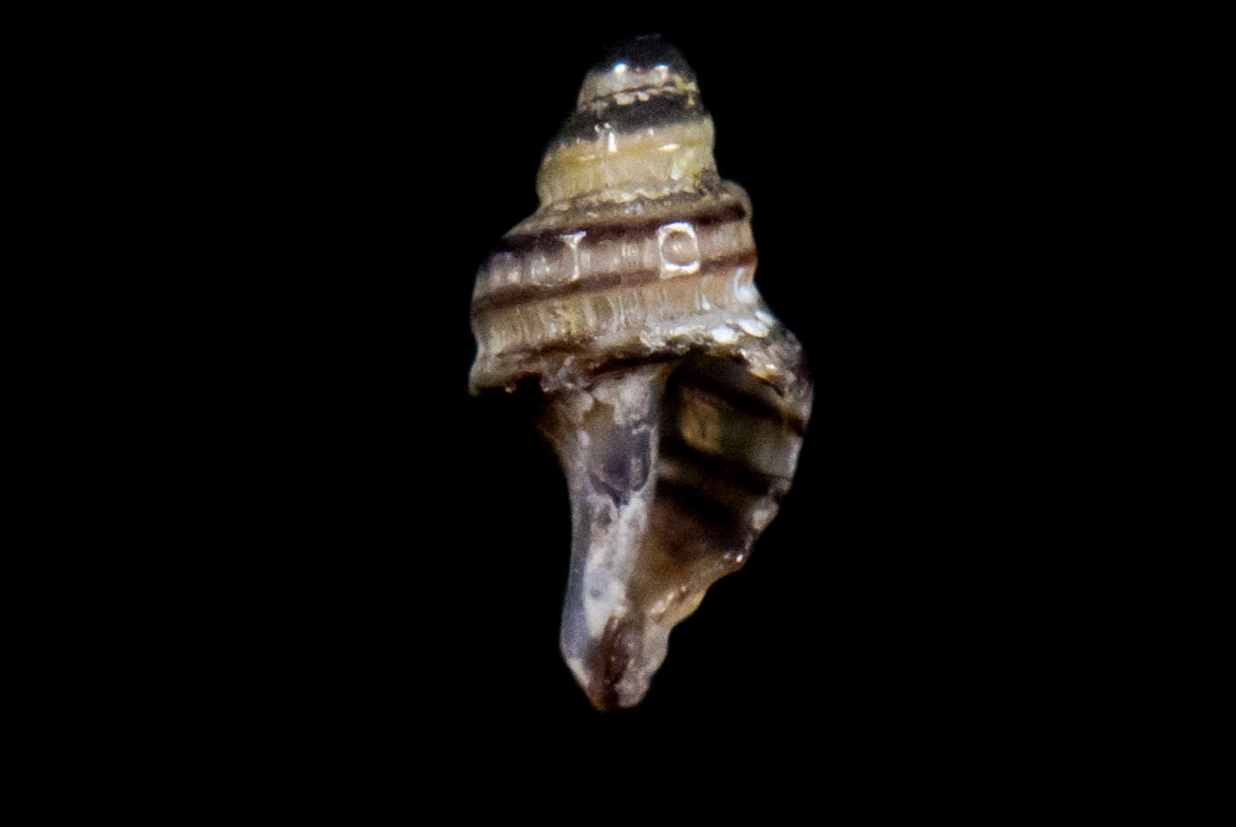 Image of Paciocinebrina atropurpurea (Carpenter 1865)