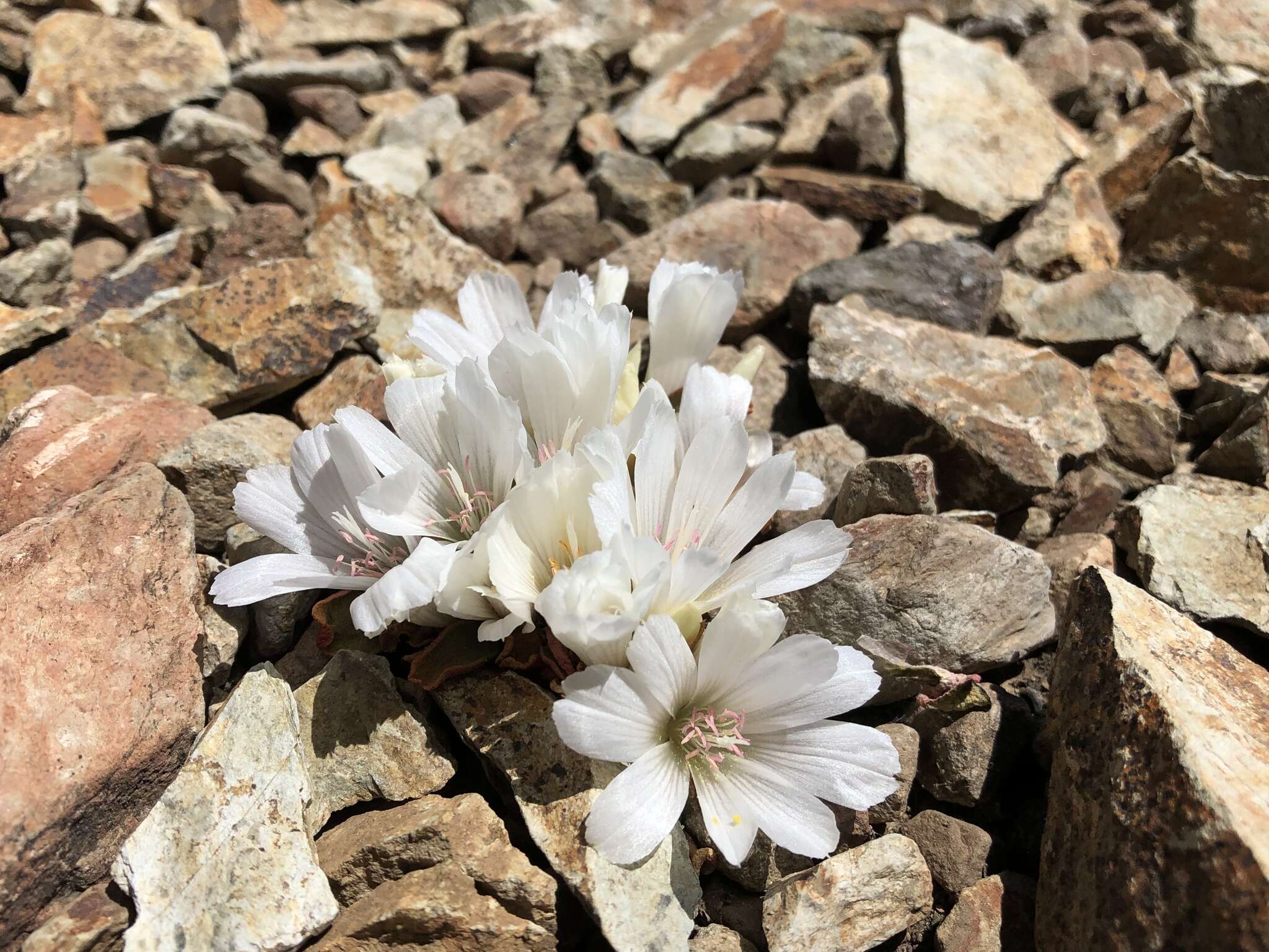 Image of Kellogg's lewisia