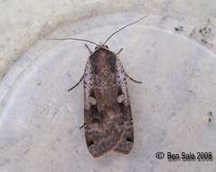 Image of Large Yellow Underwing