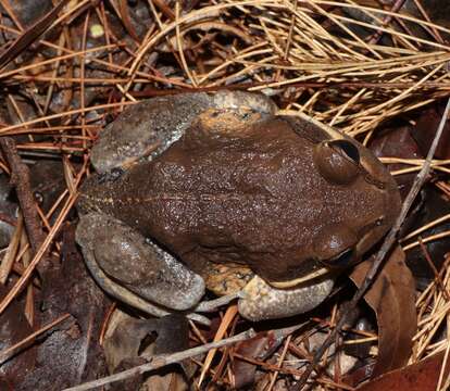 Image of Northern Banjo Frog