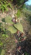 Strobilanthes lupulina T. Anders.的圖片