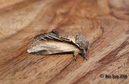 Image of Greater Swallow Prominent