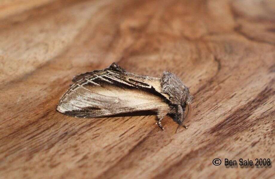 Image of Greater Swallow Prominent