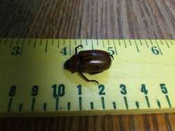 Image of Grapevine Beetle