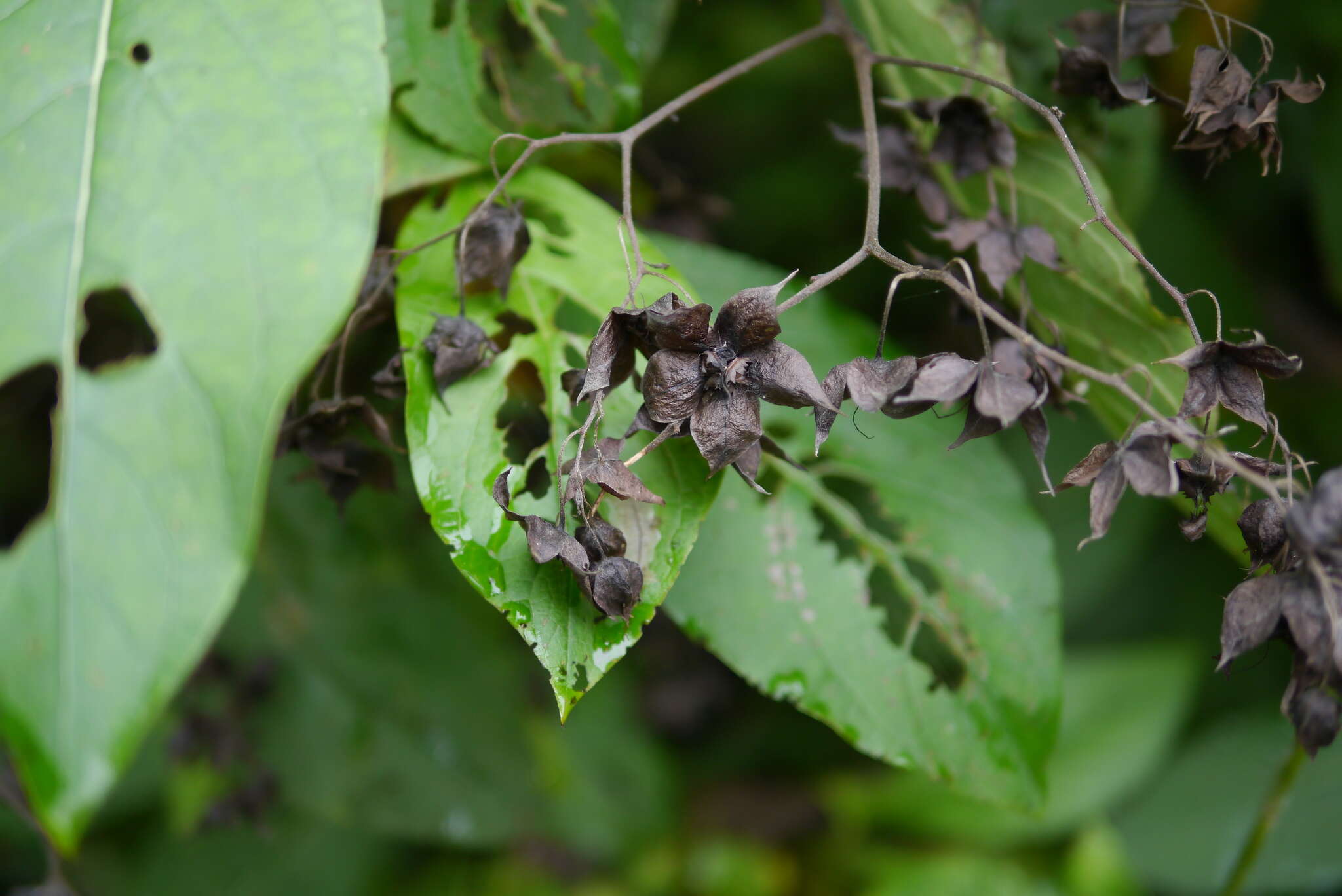 Image of Trichodesma calycosum Collett & Hemsl.