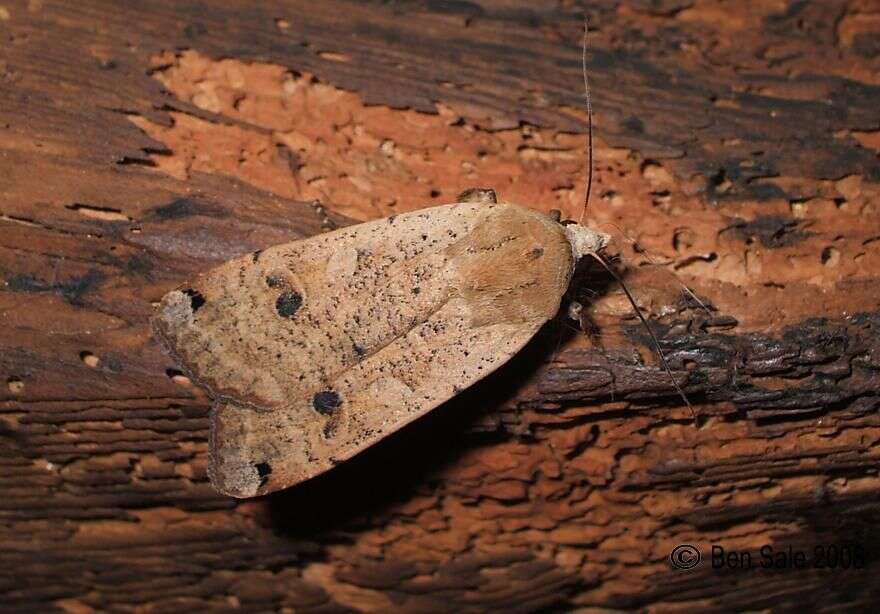 Image of Large Yellow Underwing