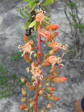 Imagem de Fouquieria splendens subsp. breviflora Henrickson