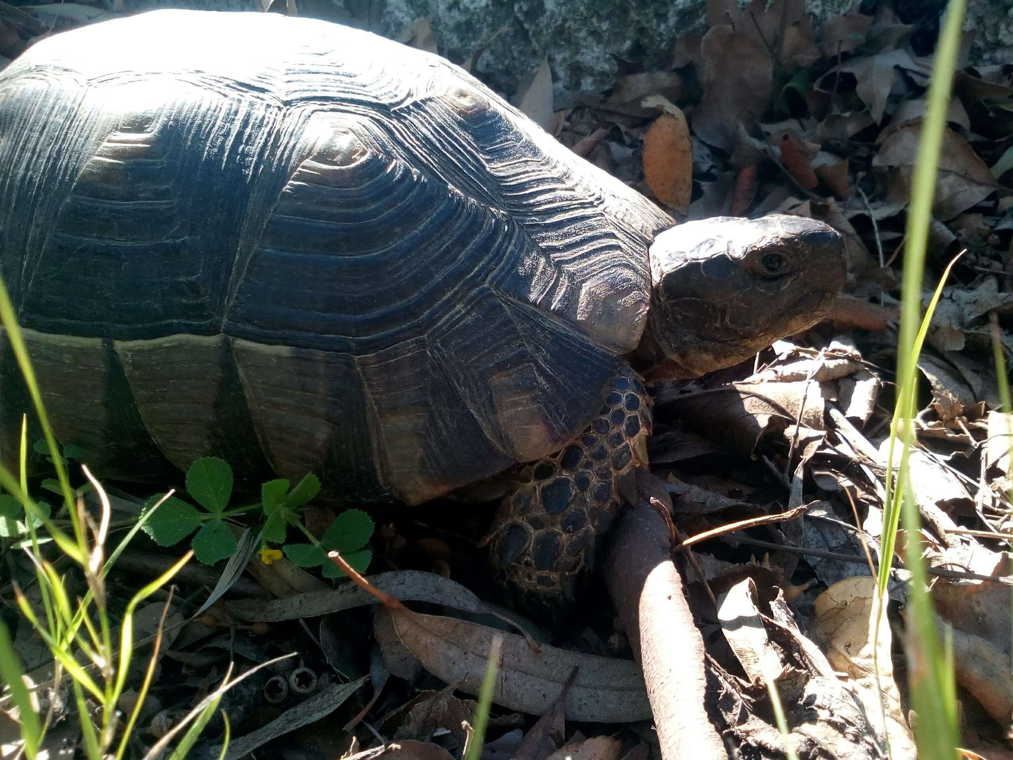 Image of Marginated Tortoise