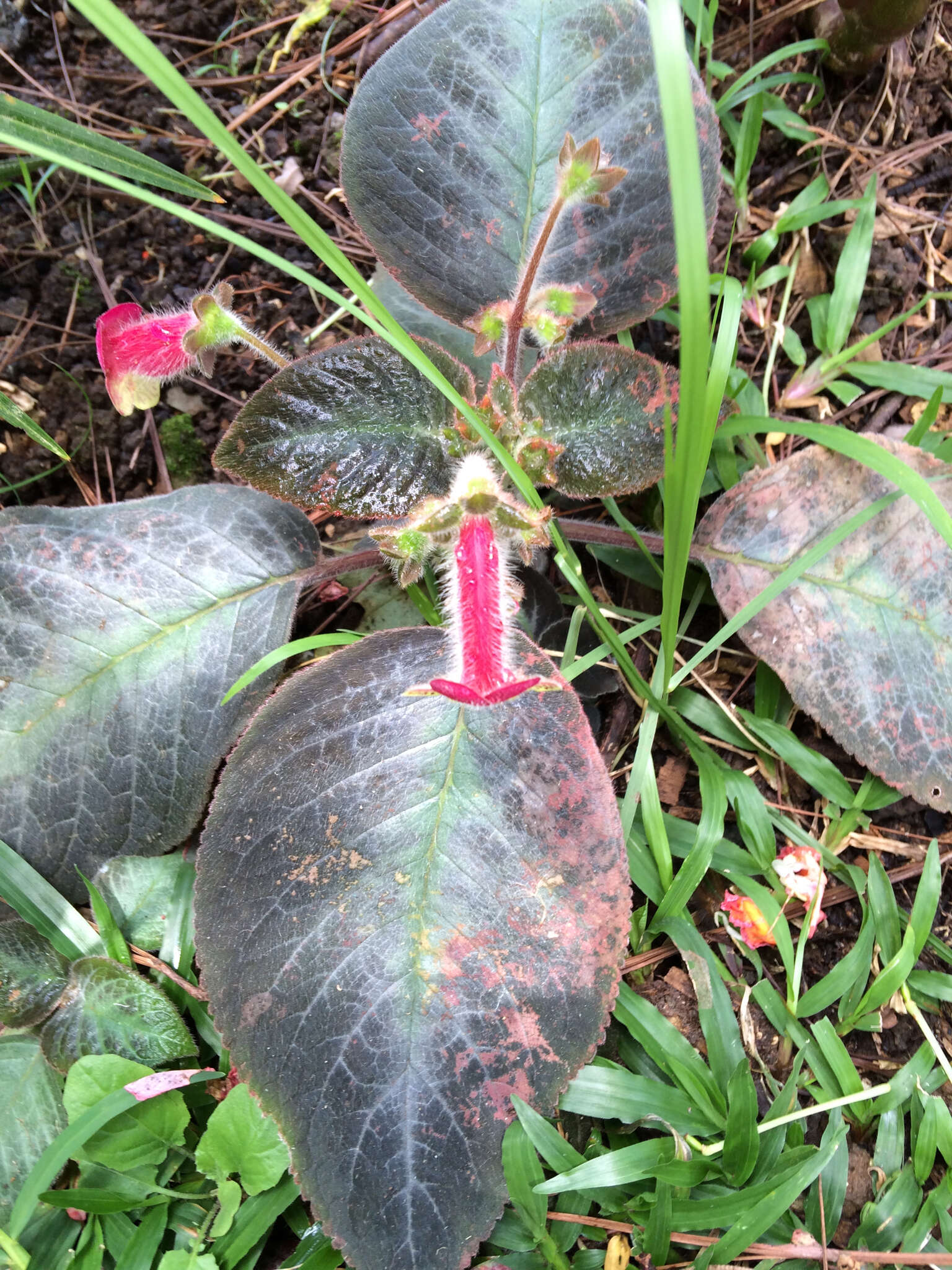 Imagem de Kohleria amabilis (Planch. & Linden) Fritsch