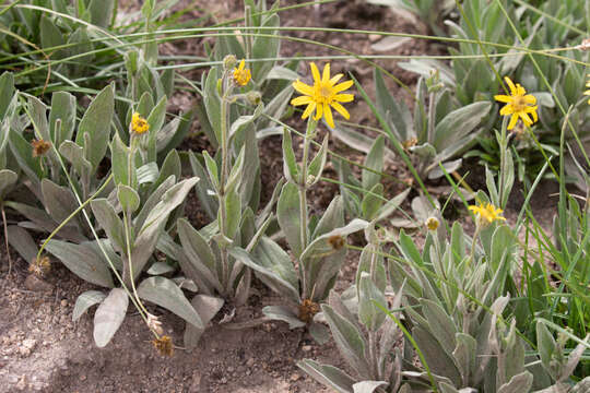 Arnica chamissonis Less. resmi