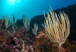 Image of white horny coral