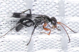 Image of <i>Dipogon calipterus</i>