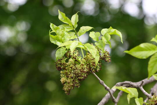 Image of Fraxinus chinensis subsp. rhynchophylla (Hance) A. E. Murray