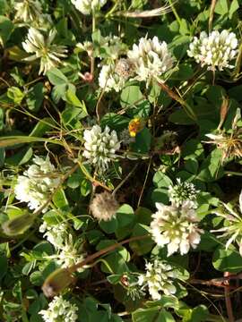 Trifolium nigrescens subsp. nigrescens的圖片