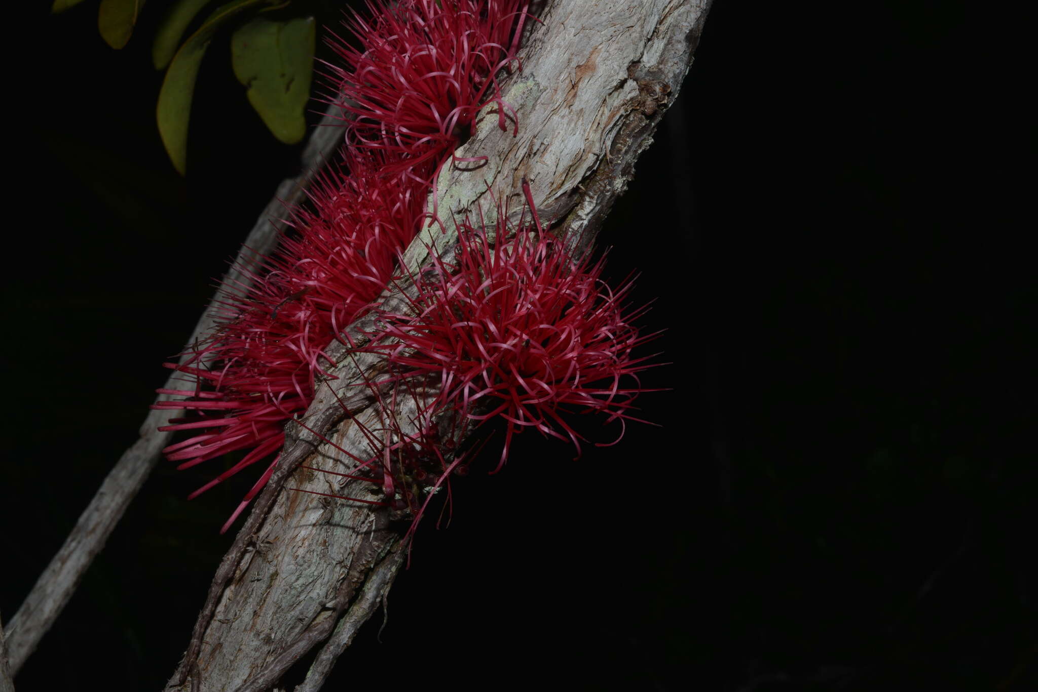 Imagem de Amyema scandens (Tieghem) Danser