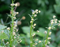 Image of Artemisia arctica