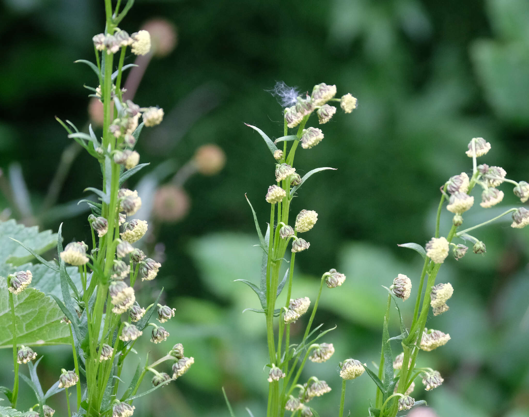 Image of Artemisia arctica